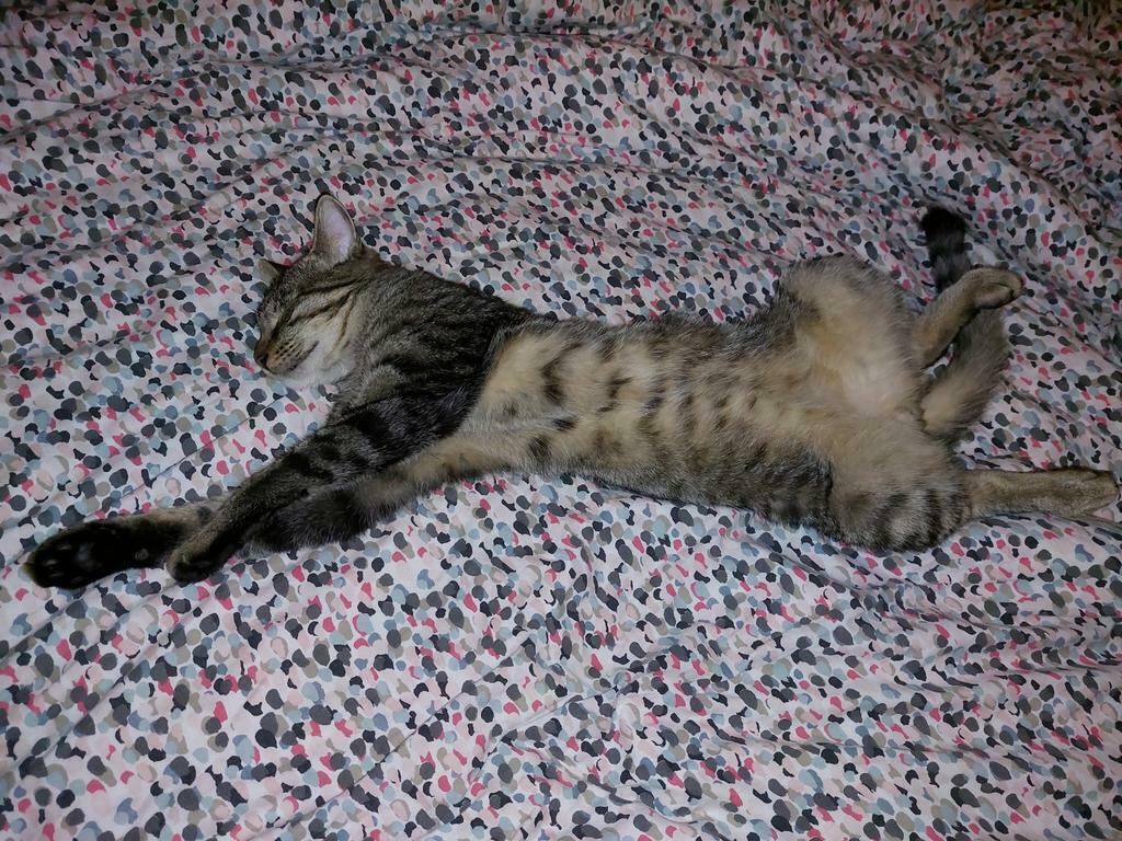 Simba